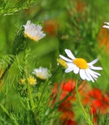 Marguerit mix blomstereng 1 kg.